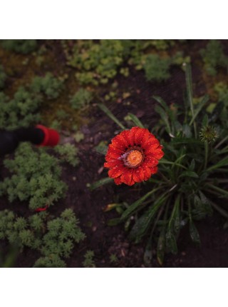 Опрыскиватель пневматический 8л FLORA (5003234)