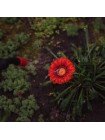 Опрыскиватель пневматический 8л FLORA (5003234)